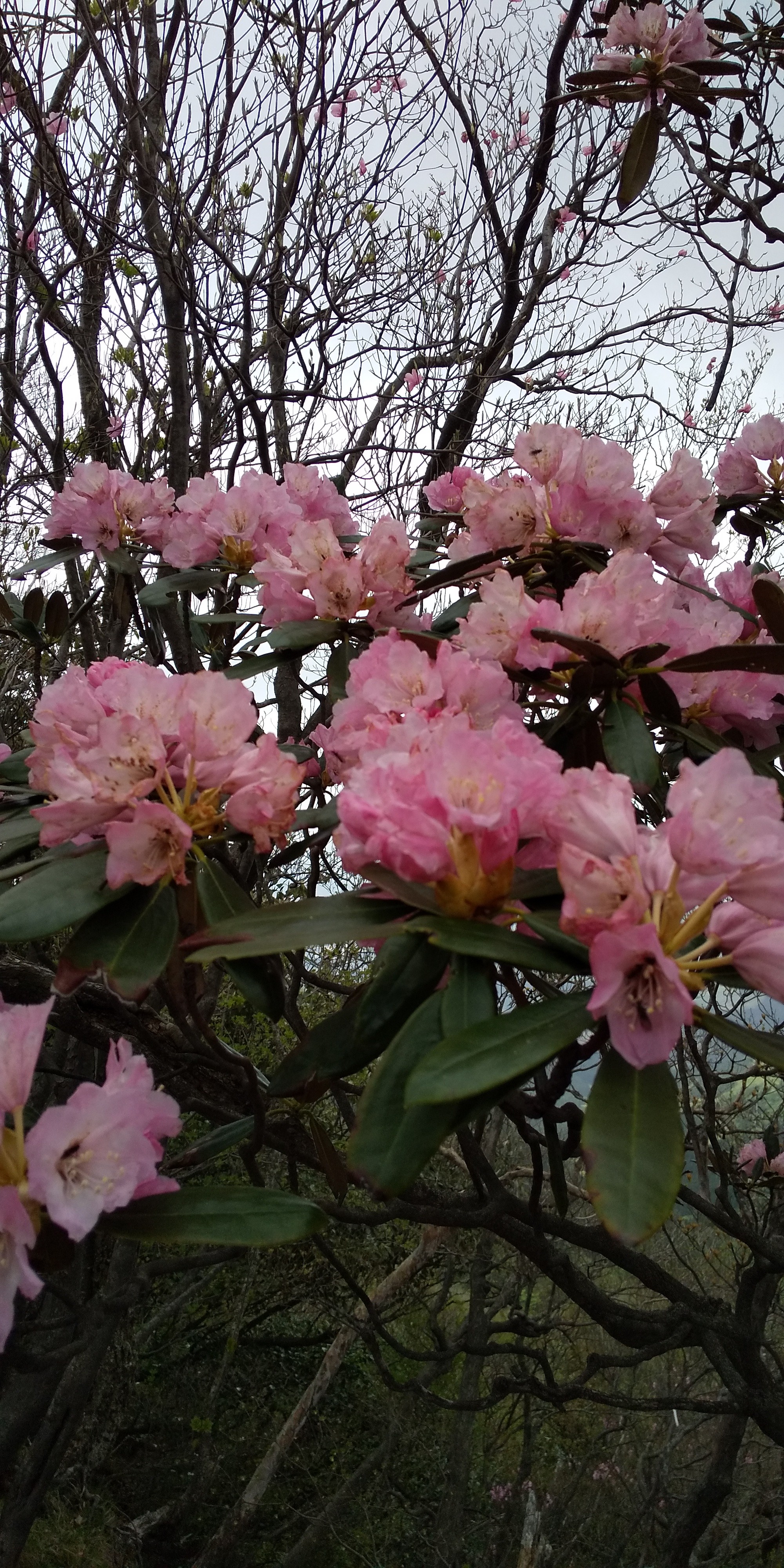 親父山ー障子岳ー黒岳ー三尖山ー 05 12 山ちゅんさんの祖母山の活動データ Yamap ヤマップ