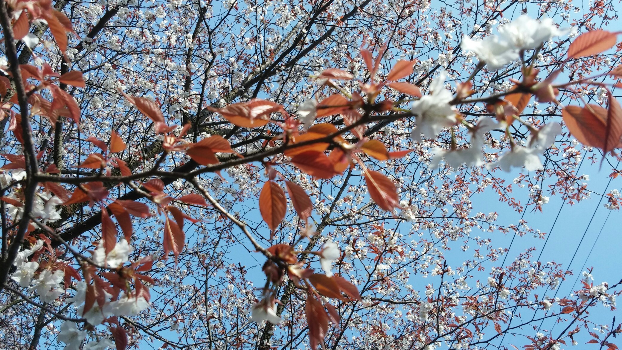 桜を求めて岩城島の積善山へ 山ちゃんさんの瀬戸内しまなみ海道 北エリアの活動日記 Yamap ヤマップ
