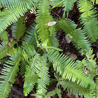 各務原アルプス（関南アルプス）・八木三山 シダが濡れてる