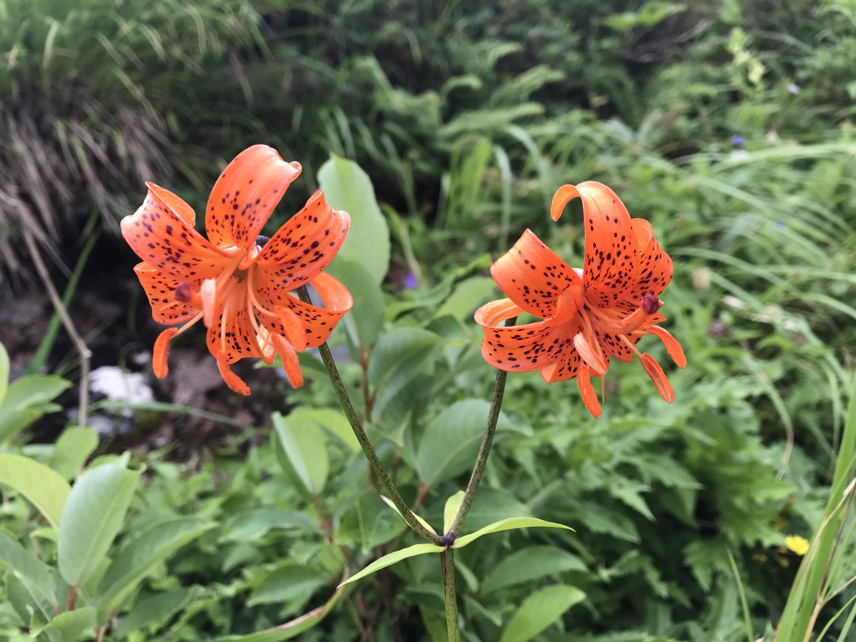 苗場山 神楽ヶ峰 秡川登山口ピストン 日帰り マイカー くりさんの苗場山 赤倉山 佐武流山の活動データ Yamap ヤマップ