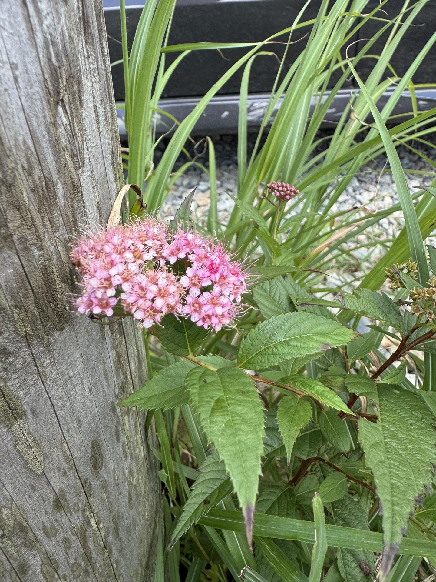 シモツケソウかね？