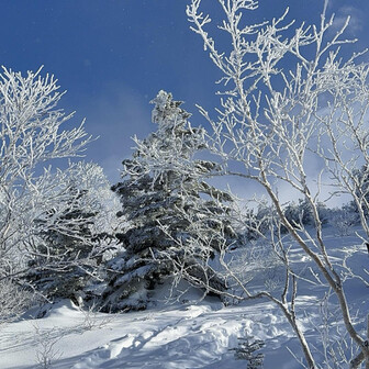 四阿山・根子岳 上につれて霧氷も濃く太く
