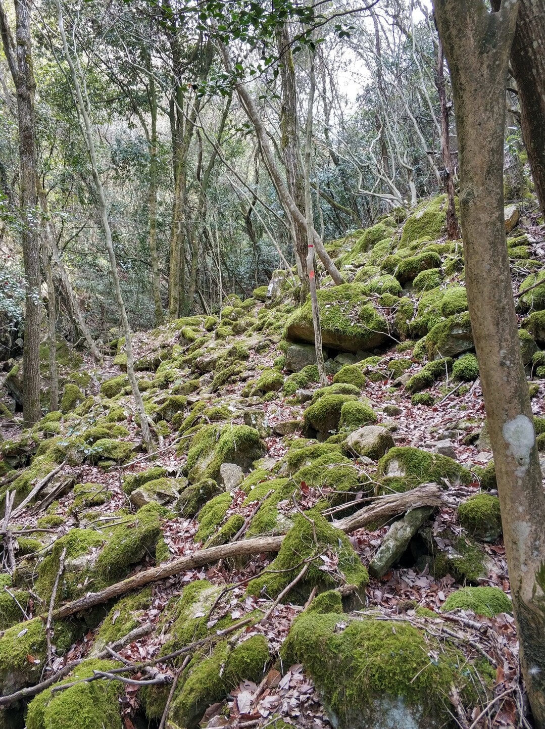 熊山 段谷コース 南山崖 弓削コース 02 08 やま んさんの熊山 赤磐市 高津山 尺八山の活動日記 Yamap ヤマップ