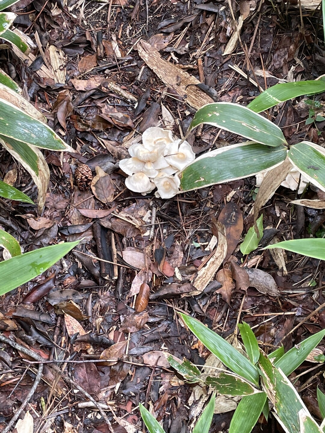 藪漕ぎ地獄 岩渕山 感応山 東郷山の写真28枚目 花みたいなキノコ Yamap ヤマップ