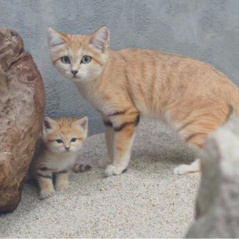 きつねこ🦊