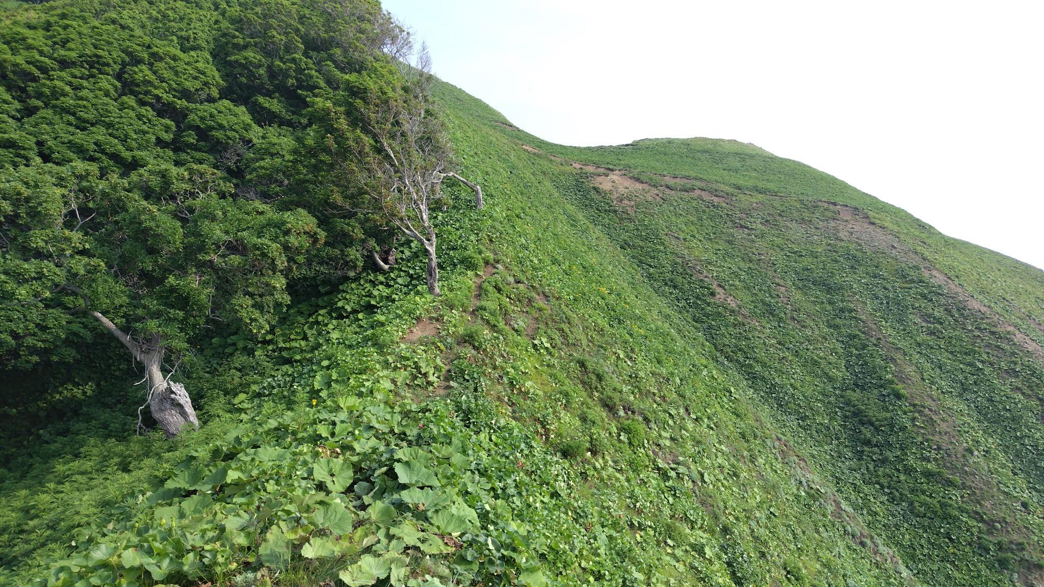 急登が終わると登山道レベルで、踏みあともしっかりあります。