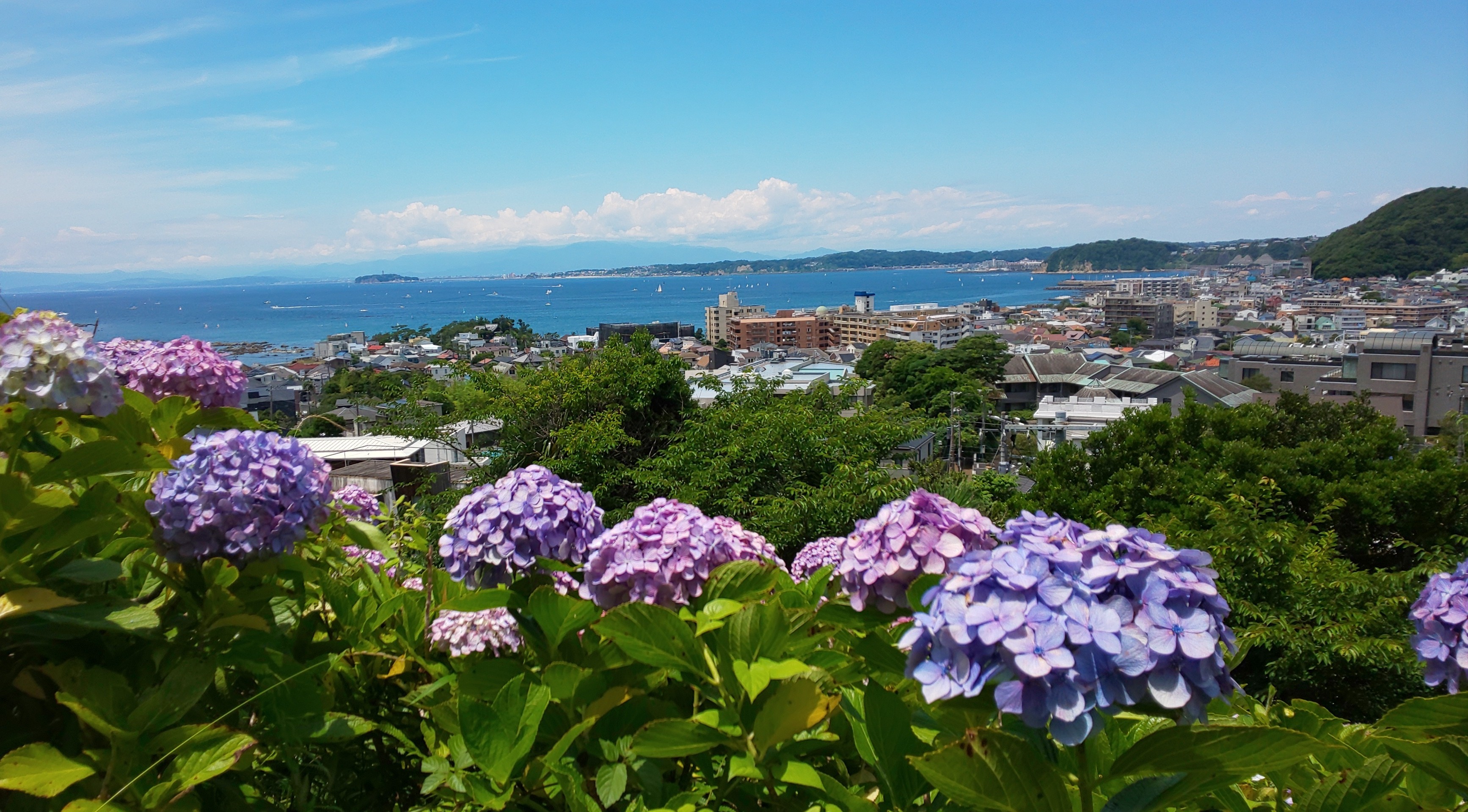 一味違った紫陽花鑑賞 あじさい公園 葉山 87 みっちー さんの逗子市の活動データ Yamap ヤマップ