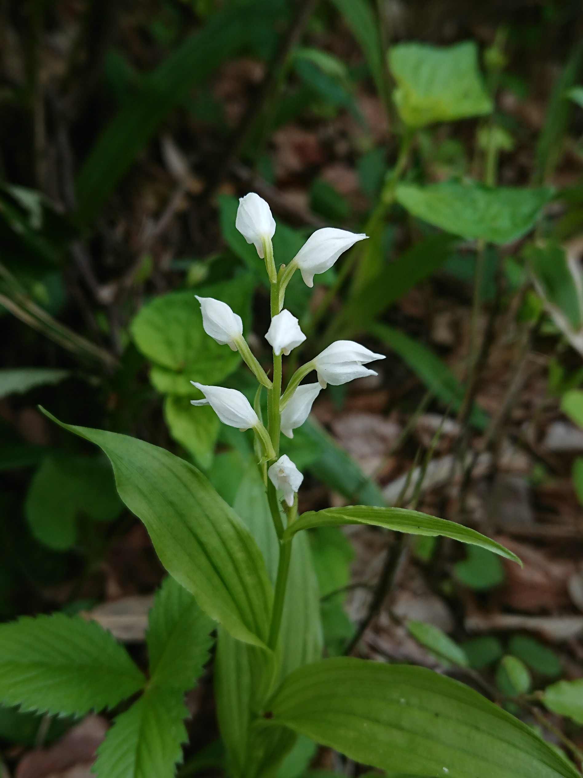 金剛山で花探し Noriemonさんの金剛山 二上山 大和葛城山の活動データ Yamap ヤマップ