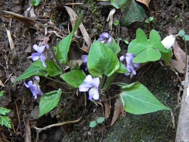 今年のすみれアルバム サエモンさんの松島の活動日記 Yamap ヤマップ