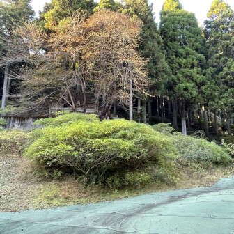 ミツマタ群生地