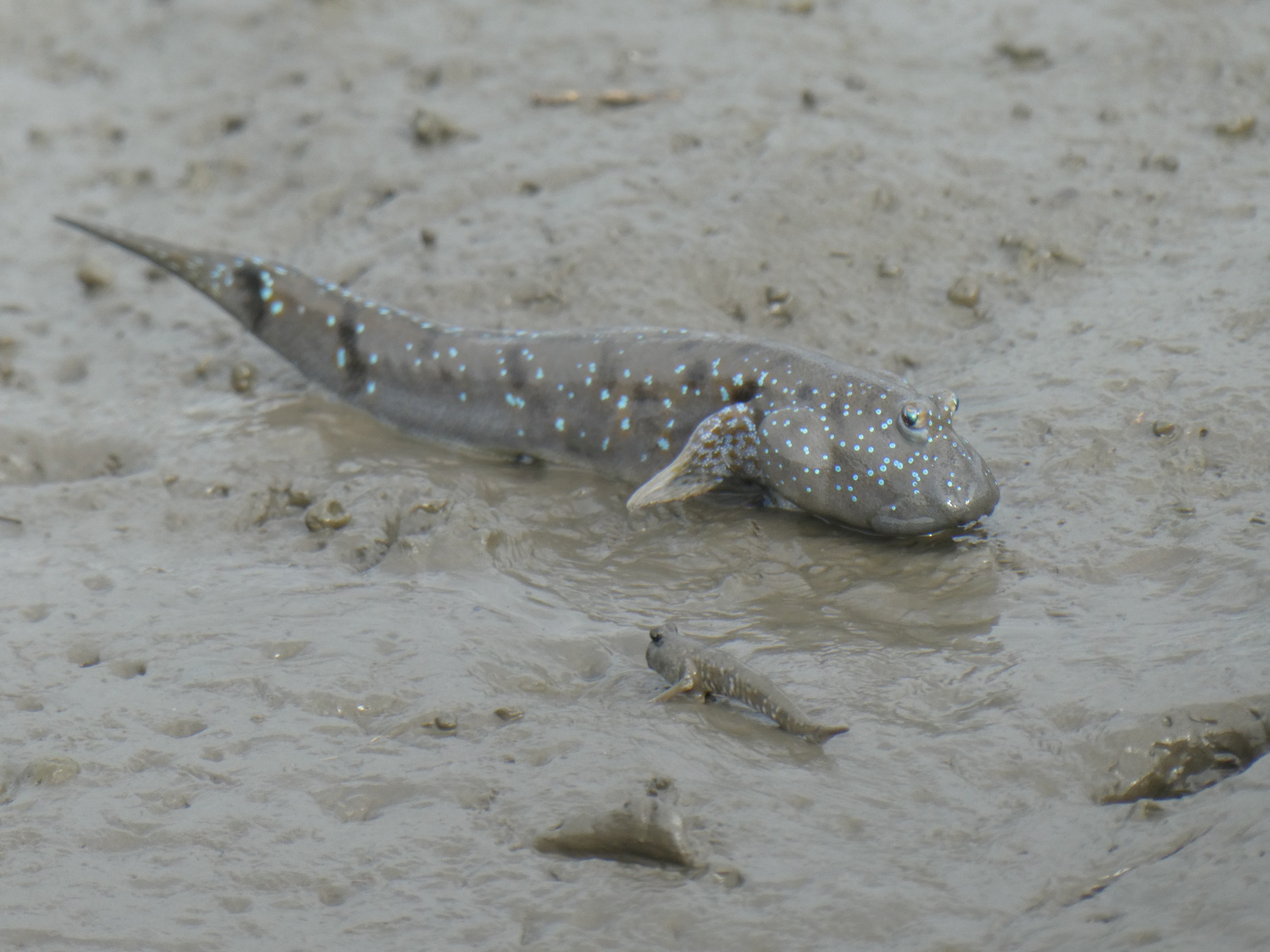 小城市芦刈 ムツゴロウ観察 Toshiyaさんの佐賀市の活動データ Yamap ヤマップ