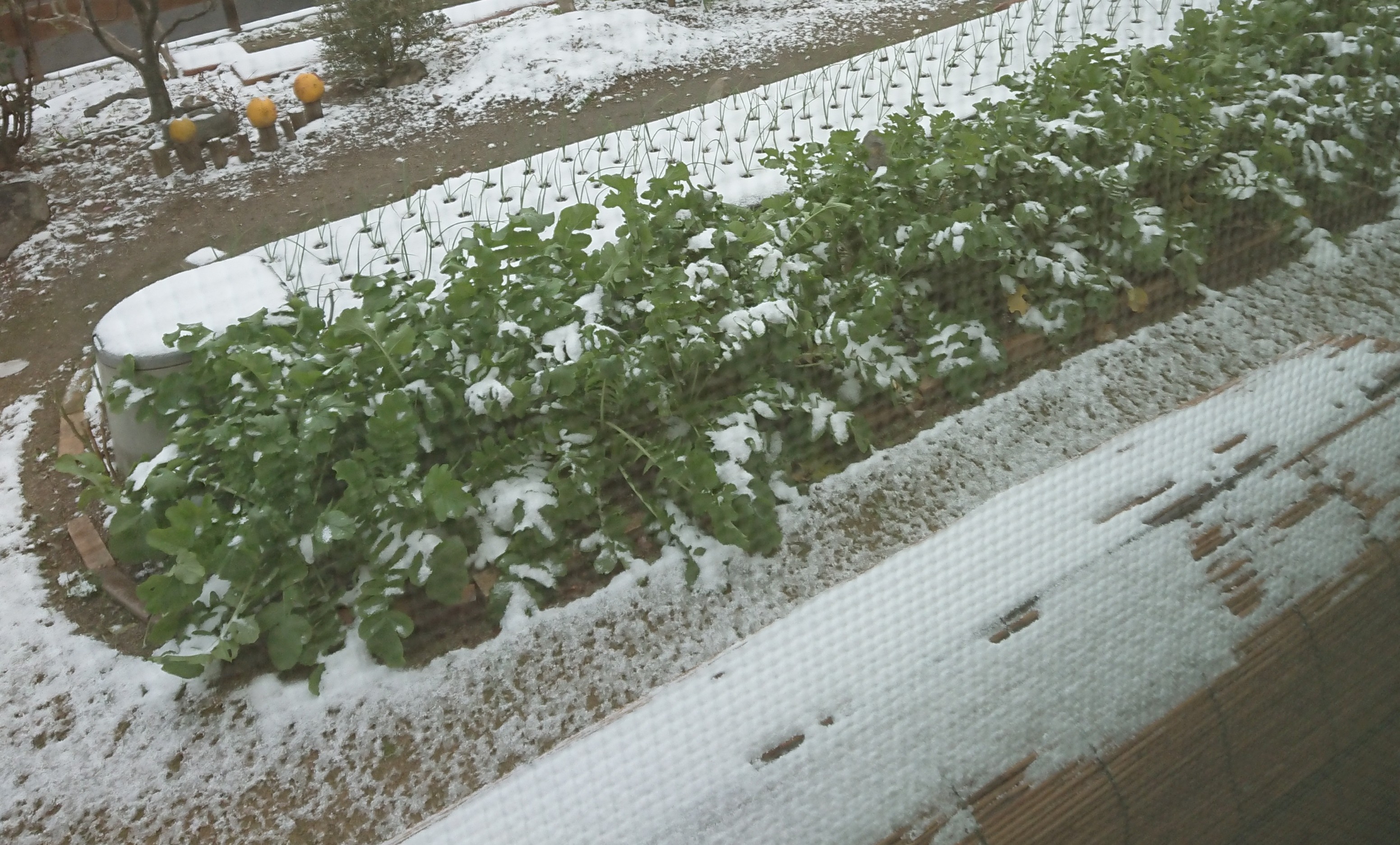 玉葱が 雪根開き 大晦 山のウグイス さんのモーメント Yamap ヤマップ