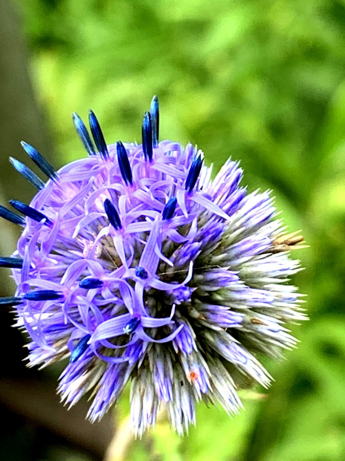 自然保護センター 種松山野草園の花々 奏龍さんの妙見山の活動日記 Yamap ヤマップ