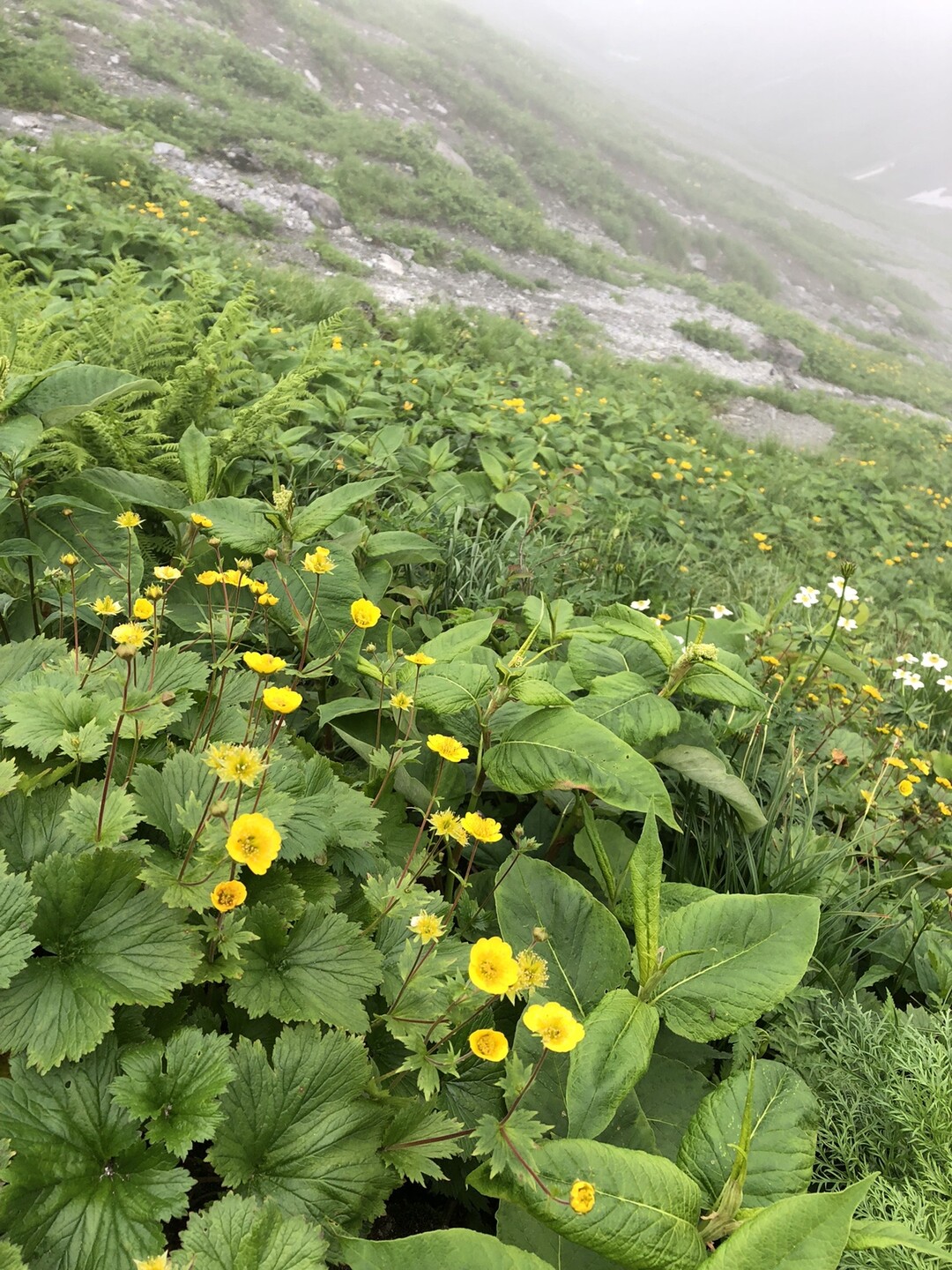 北ア 槍ヶ岳山荘経由で西鎌尾根 槍ヶ岳 穂高岳 上高地の写真14枚目 ミヤマダイコンソウ Yamap ヤマップ