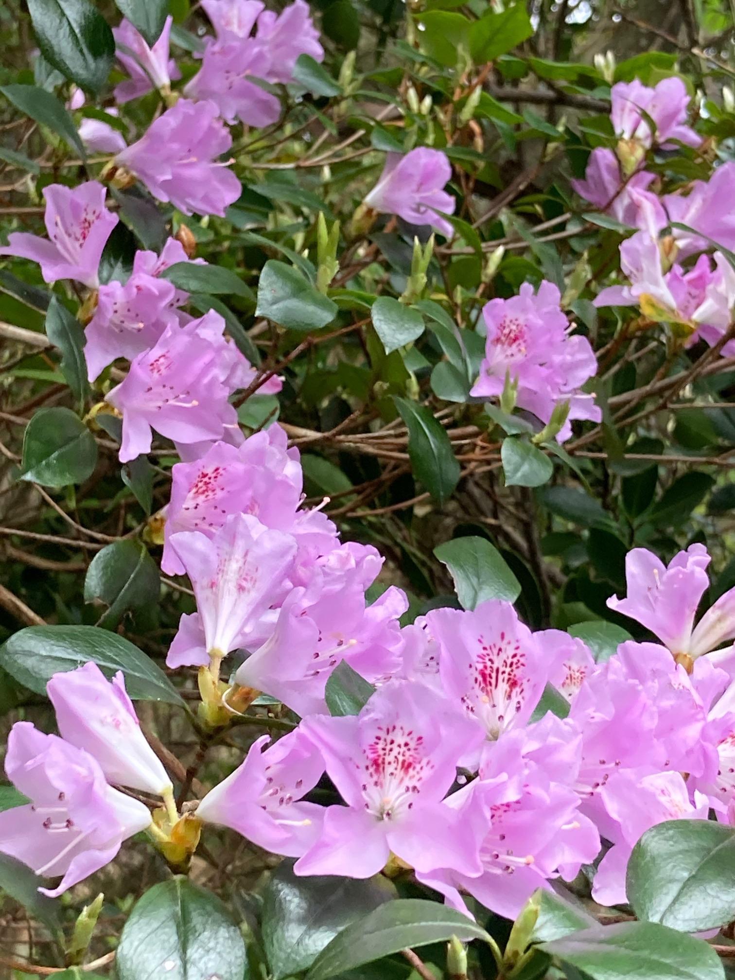 ノマツツジ 野間ツツジ 希少 アラゲサクラツツジ