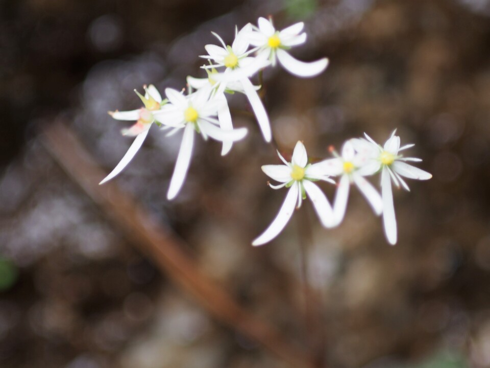 国見岳国見峠 往復コースの地図・登山ルート・登山口情報 YAMAP / ヤマップ