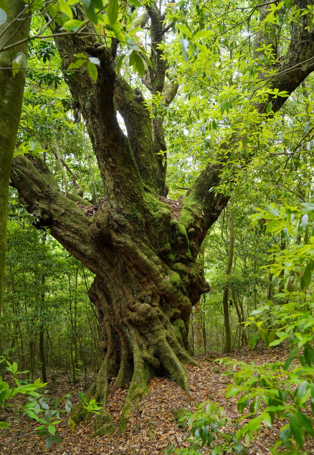 山採り　アカシデ　特大 中南米旅行記】グアテマラ🇬🇹②｜4000m アカテナンゴ火山1泊2日ツアー