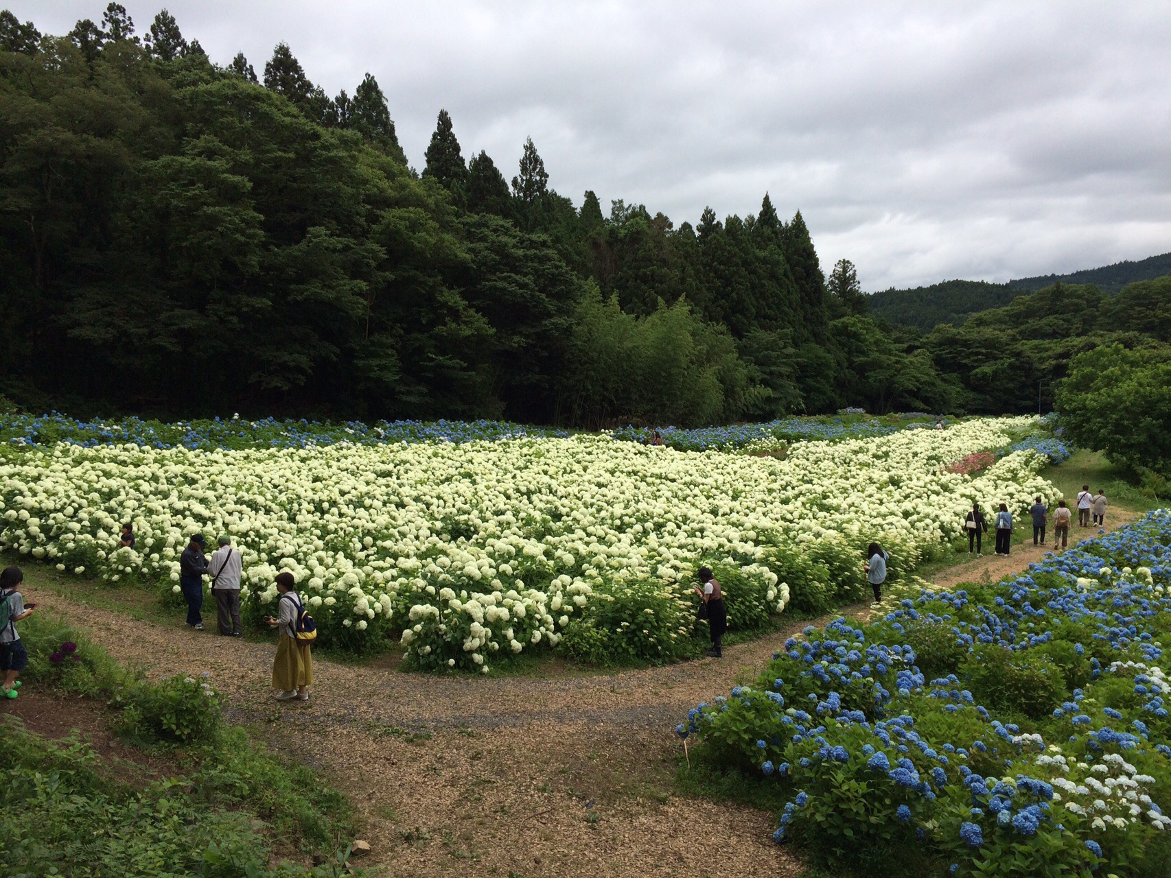 みちのくあじさい園 19 07 14 ゆうやけさんの一関市 平泉町の活動日記 Yamap ヤマップ