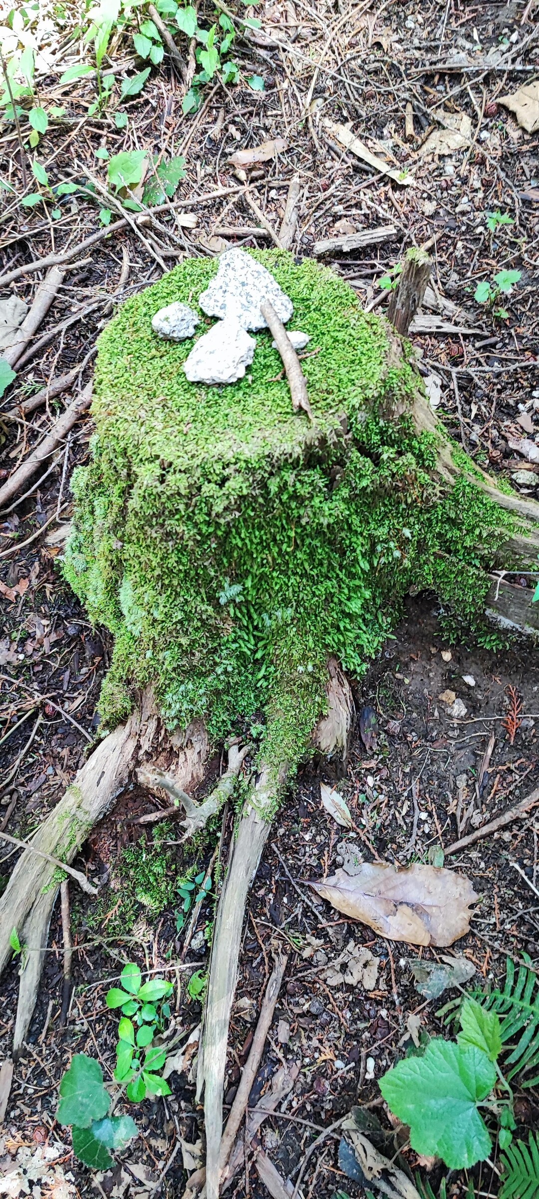 ヅーベット山 / くまのゆーさんさんの脊振山・金山の活動データ YAMAP / ヤマップ