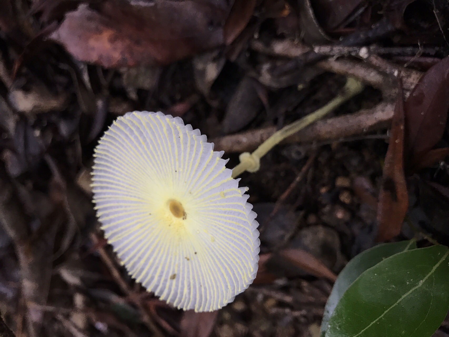 谷上山 愛媛森林公園 きのこ探訪 19 08 25 元気うさぎさんの谷上山の活動日記 Yamap ヤマップ