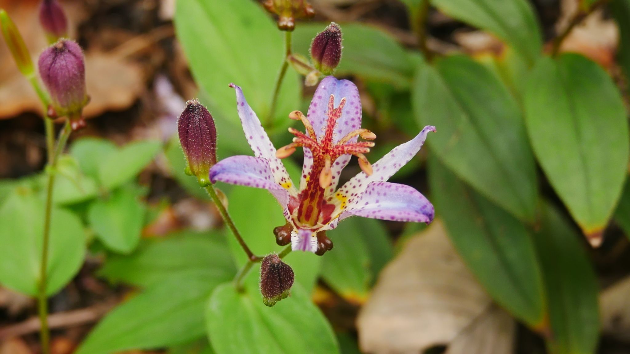 花散歩 玉川上水 東京都薬用植物園 れおまるさんのウォーキングの活動日記 Yamap ヤマップ