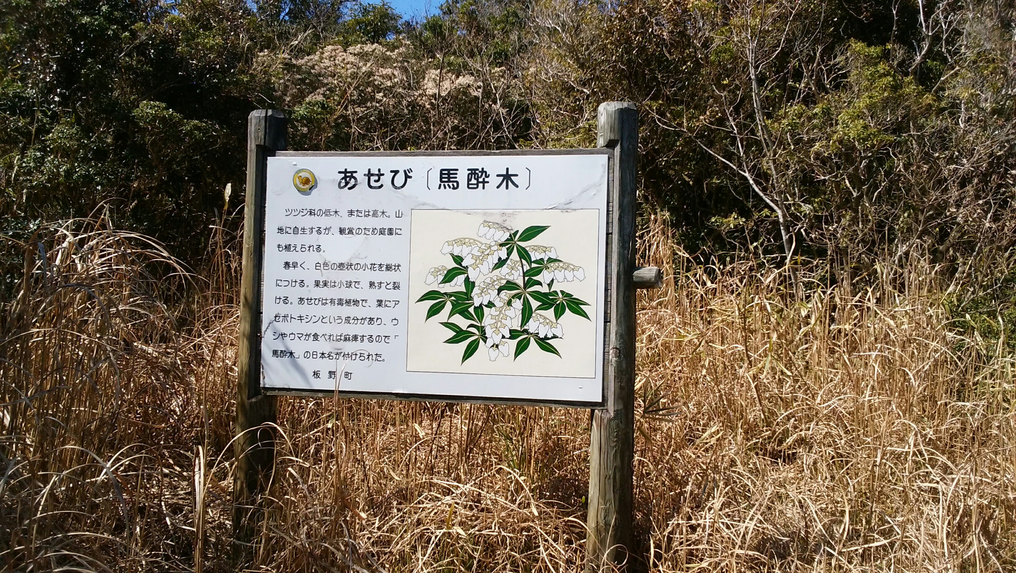 大坂峠 に馬酔木 あせび を見に行ってきました Ssユタカさんの高尾山の活動日記 Yamap ヤマップ