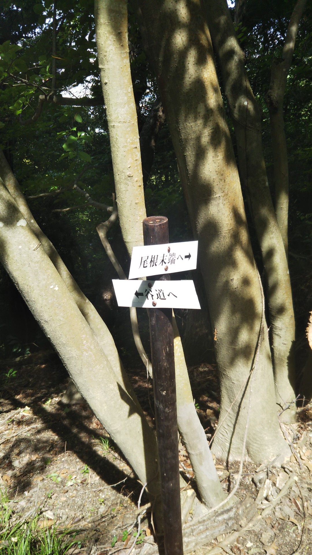 境目石ルート 生駒山上 高尾溪 いわしさんの生駒山 神津嶽 大原山の活動日記 Yamap ヤマップ