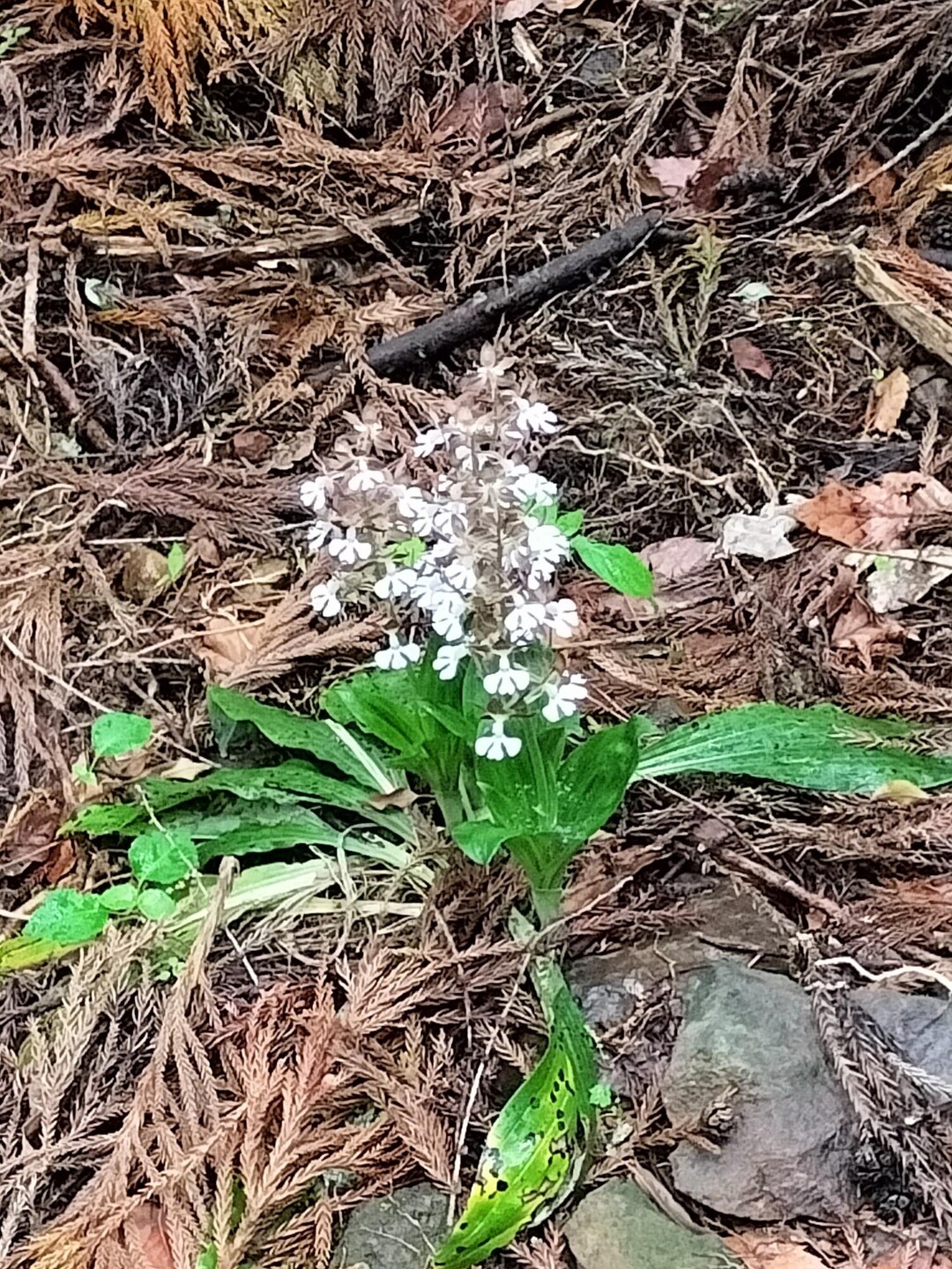 2024-05-28 山野草観察 / inojunさんの岩手山・八幡平・安比高原 50km トレイルの活動データ | YAMAP / ヤマップ