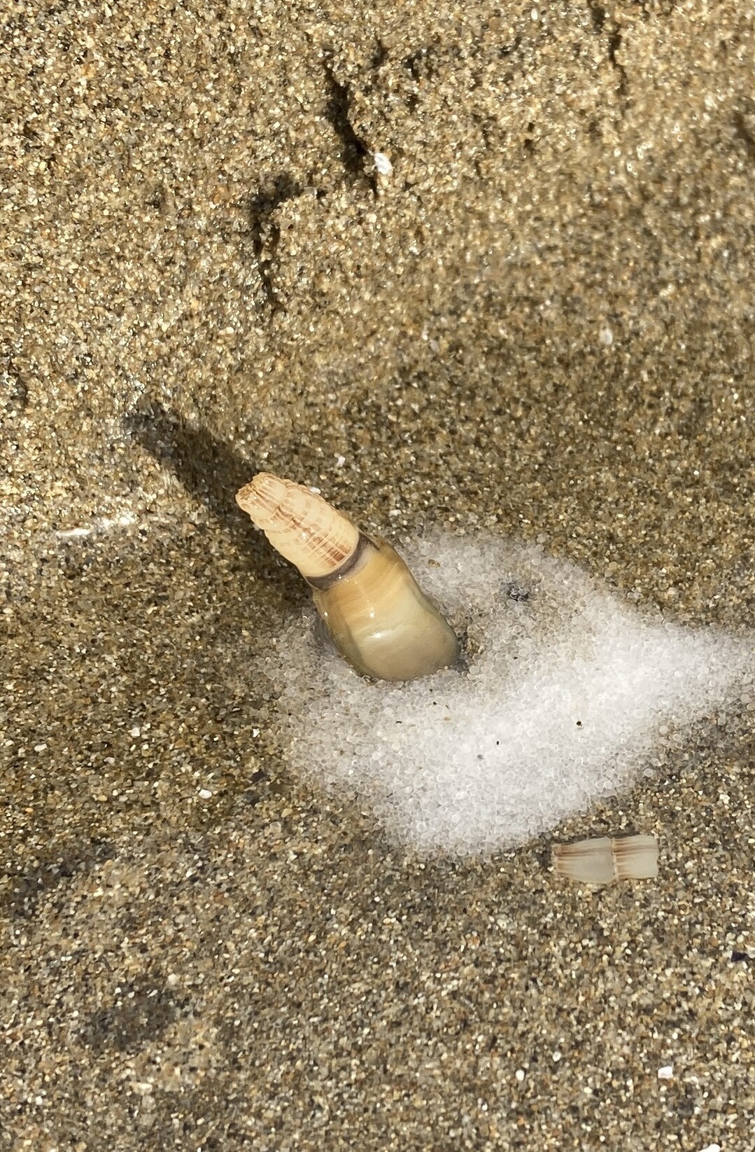 マテ貝の潮干狩り 大潮といえば潮 マイメロさんのモーメント Yamap ヤマップ