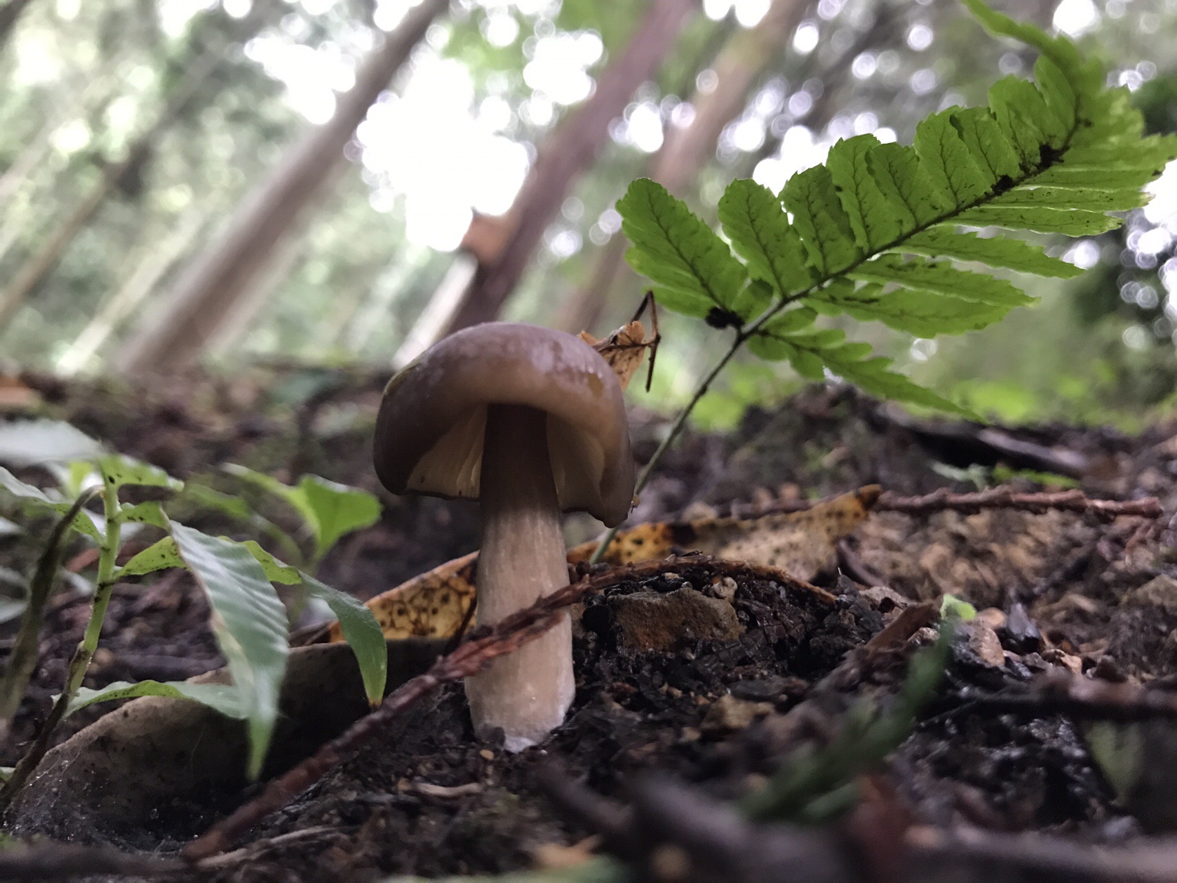 谷上山 愛媛森林公園 きのこ探訪 19 08 25 元気うさぎさんの谷上山の活動日記 Yamap ヤマップ