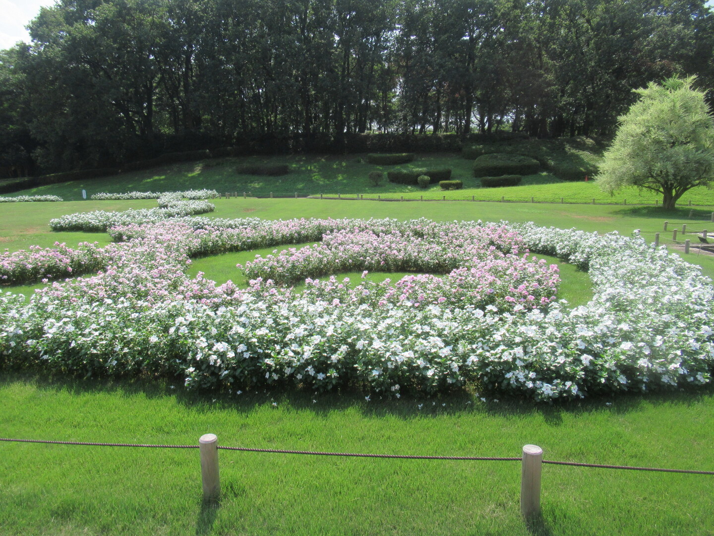 麻溝公園 県立相模原公園 厚木市の写真10枚目 県立相模原公園 花や木の手入れが良い公園 Yamap ヤマップ