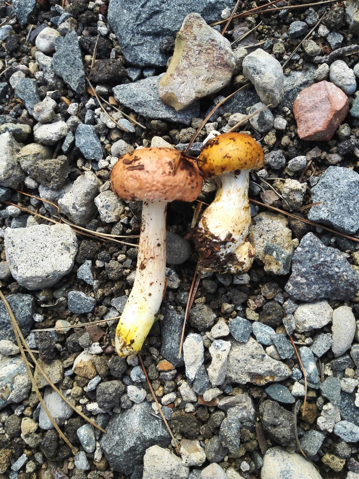 岩手山で松茸探し 上坊コース 19 09 15 Ruruさんの岩手山 黒倉山 鞍掛山の活動日記 Yamap ヤマップ