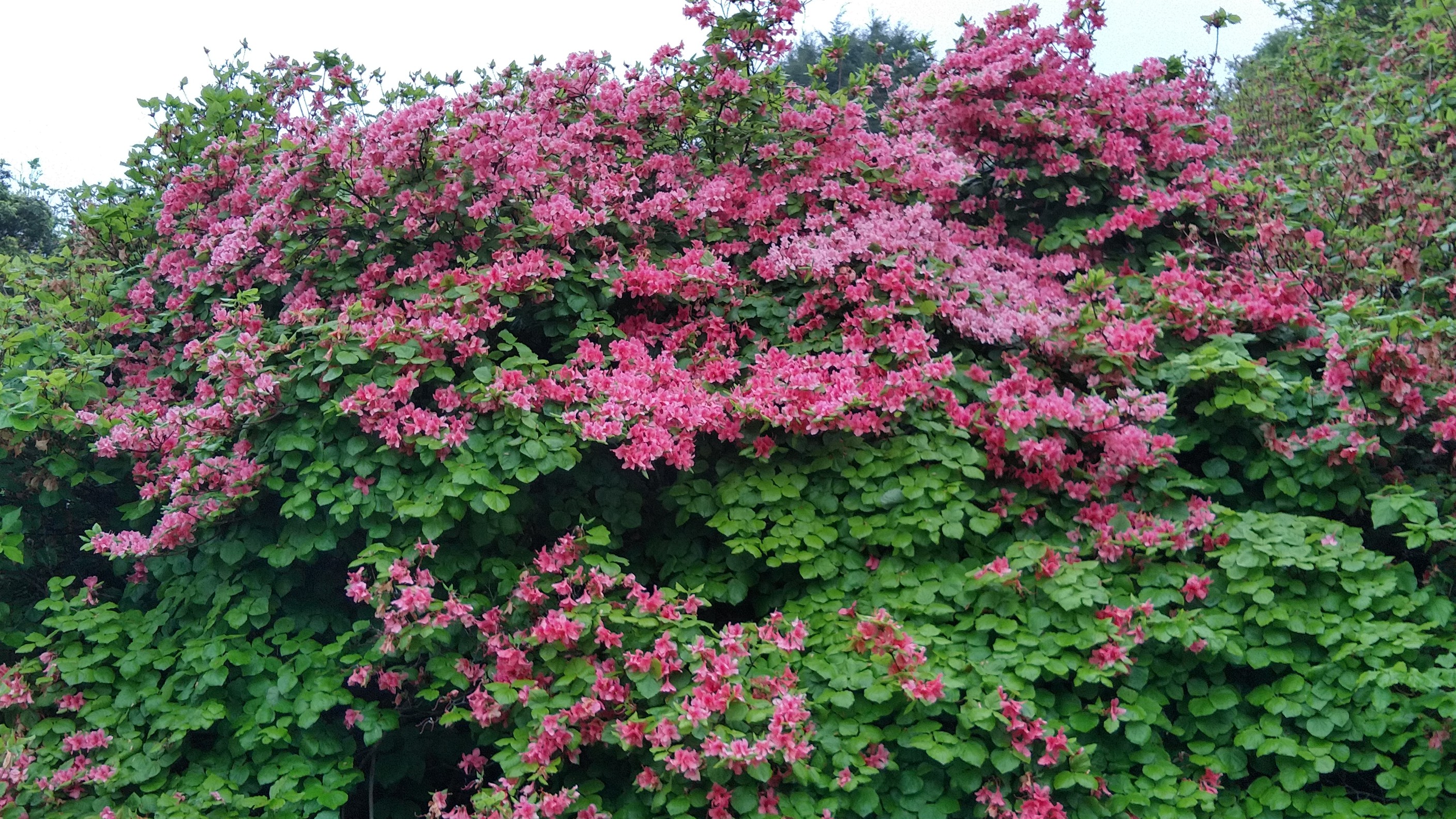 19日満開の船窪つつじ公園のツツジは散っていたunbelievable 高越山 四国百名山12 おやまにゃんこさんの高越山の活動データ Yamap ヤマップ