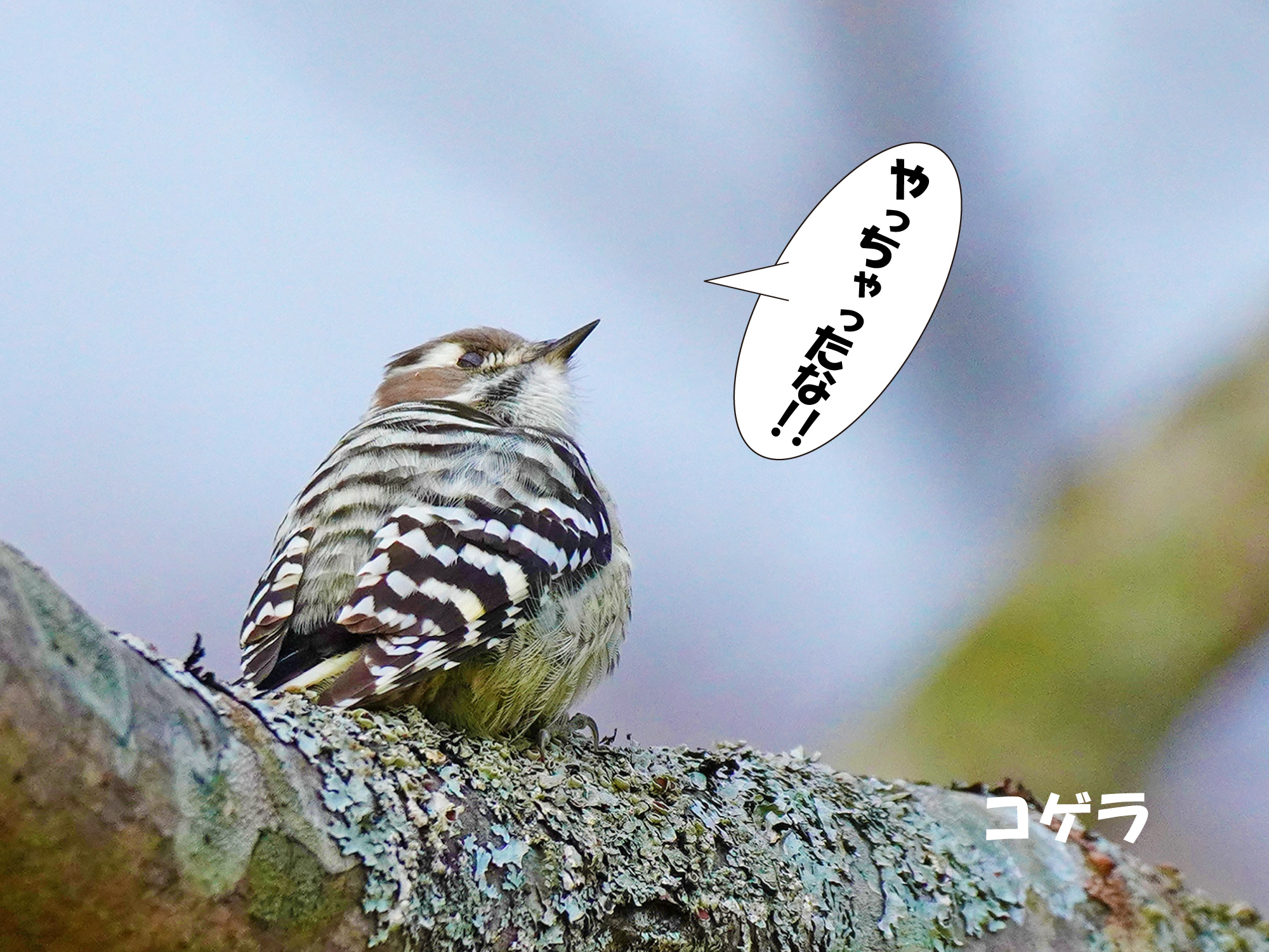 シマエナガは北海道にしかいないのは有名で Sammyさんのモーメント Yamap ヤマップ