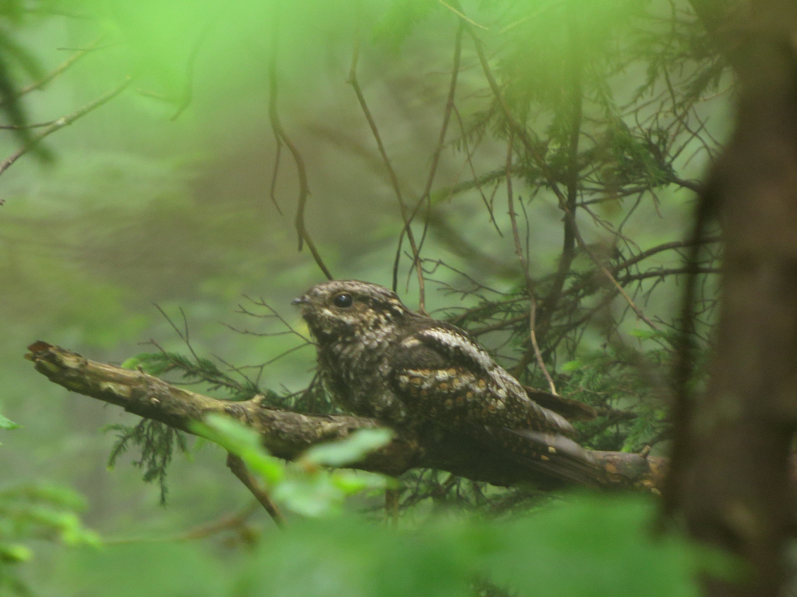 野鳥写真 Mycollection Chromeさんの札幌市の活動日記 Yamap ヤマップ