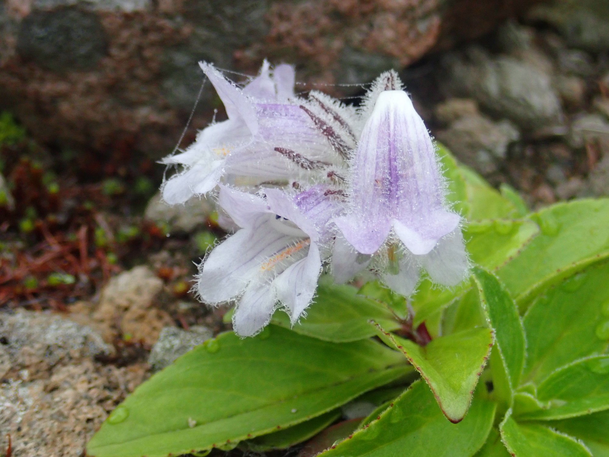 駒ヶ岳 砂礫の道に咲く花 日本二百名山160座目 Standさんの北海道駒ヶ岳 蝦夷駒ヶ岳 渡島駒ヶ岳 の活動データ Yamap ヤマップ