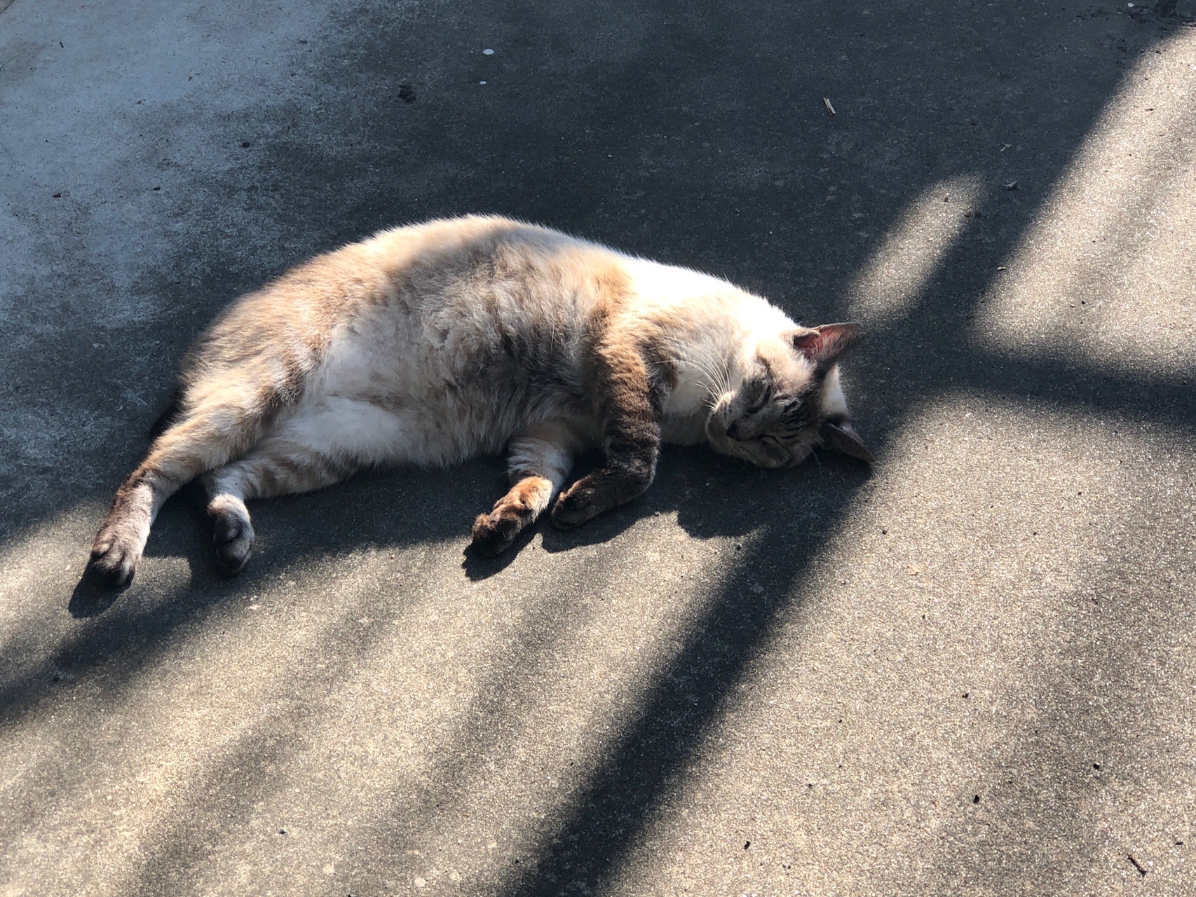 続 目指せ六甲ハイカー 摩耶山 トゥエンティクロス 桜谷道 青谷道 一部崩落注意 Cfemonさんの六甲山 長峰山 摩耶山の活動データ Yamap ヤマップ