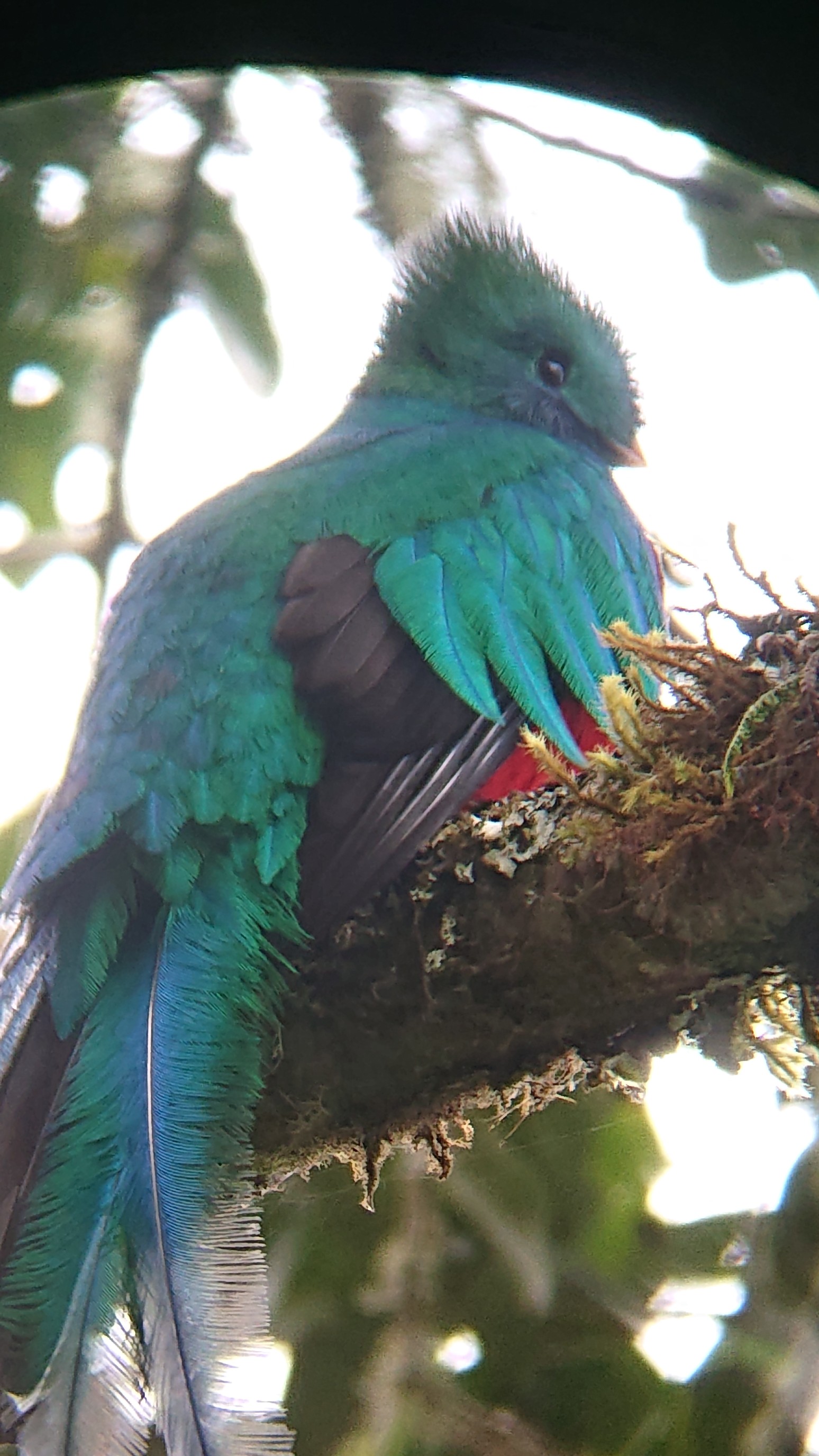 コスタリカ 鳥の羽に描かれた絵 販売
