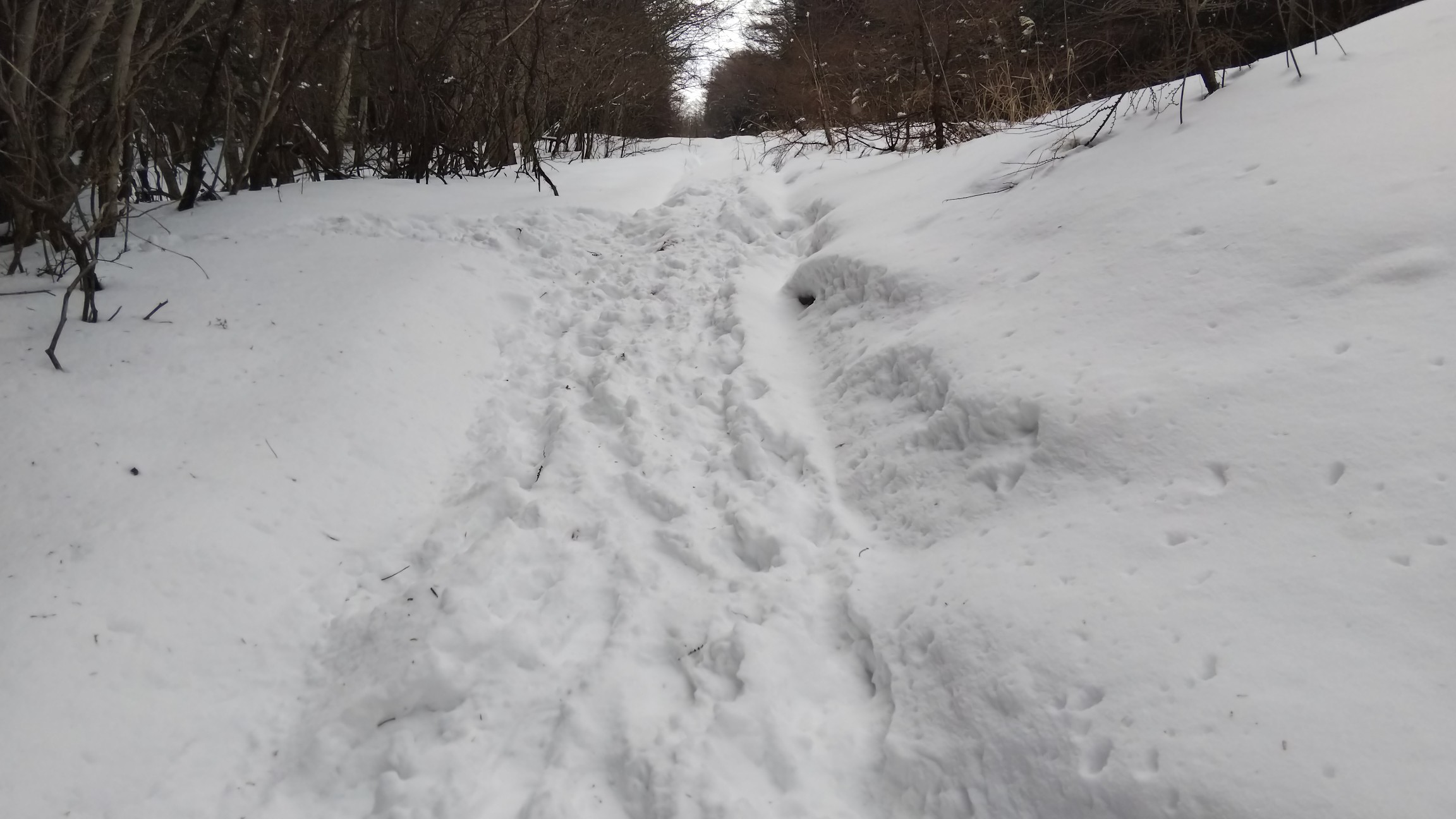 踏み跡は沢山ありました