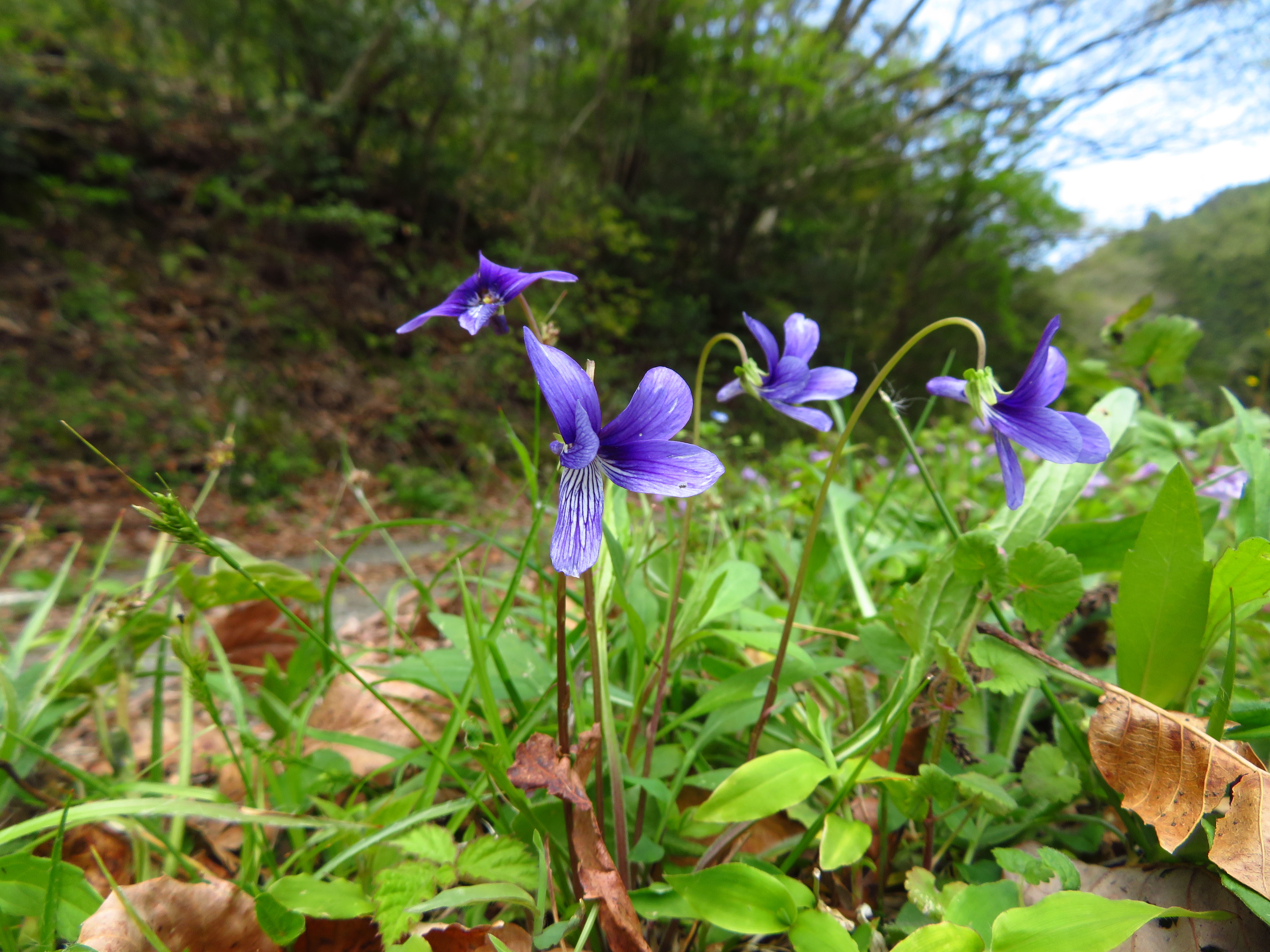 いにしえの道周回 うらさんの高良山 発心山 鷹取山の活動データ Yamap ヤマップ