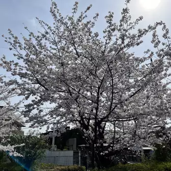 阪急嵐山駅の桜🌸