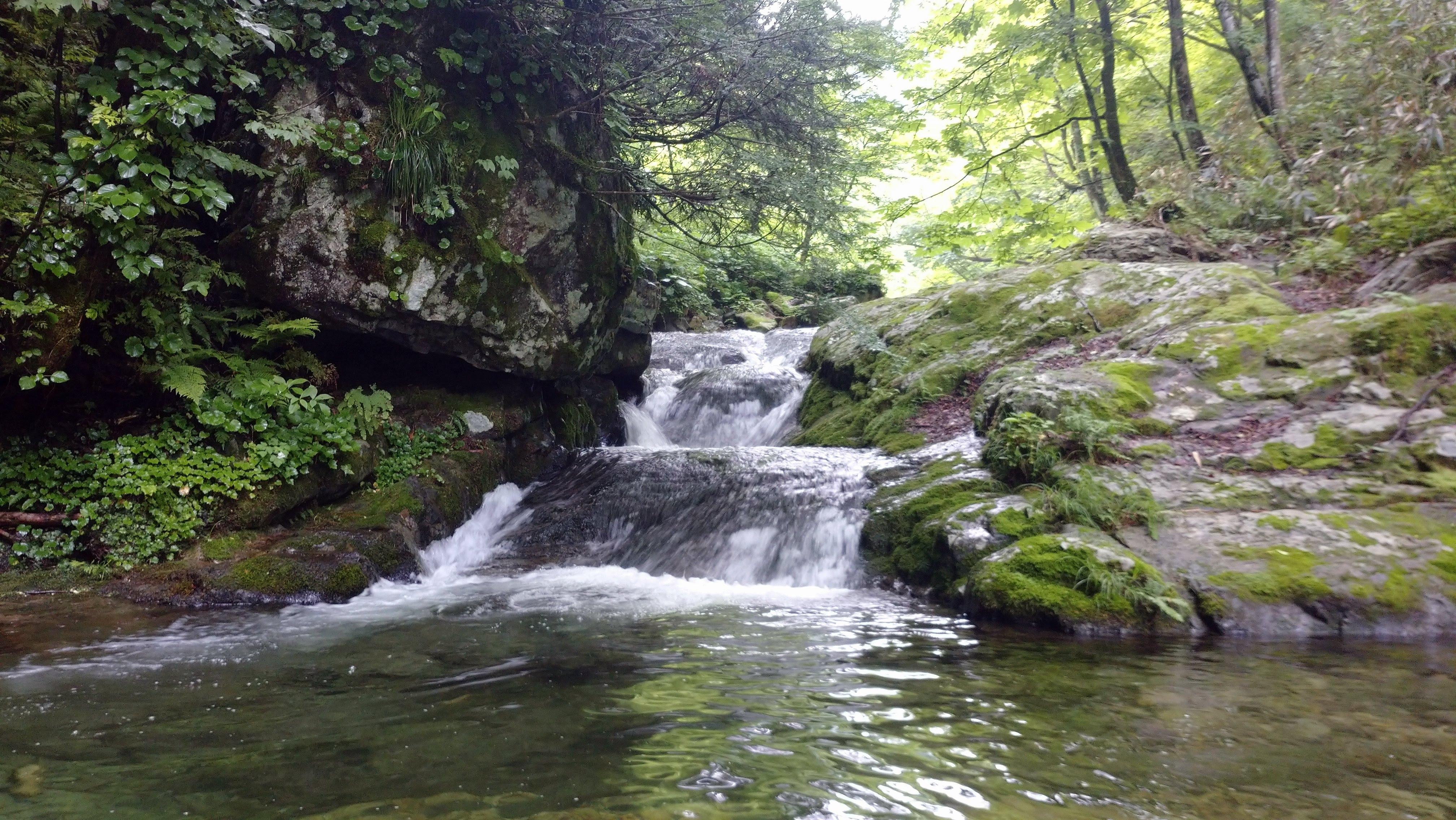 千束谷の右俣から左俣（大聖寺川水系千束川） / 江田島平八さんの大日山・越前大日山（越前甲）・鈴ヶ岳の活動データ YAMAP / ヤマップ
