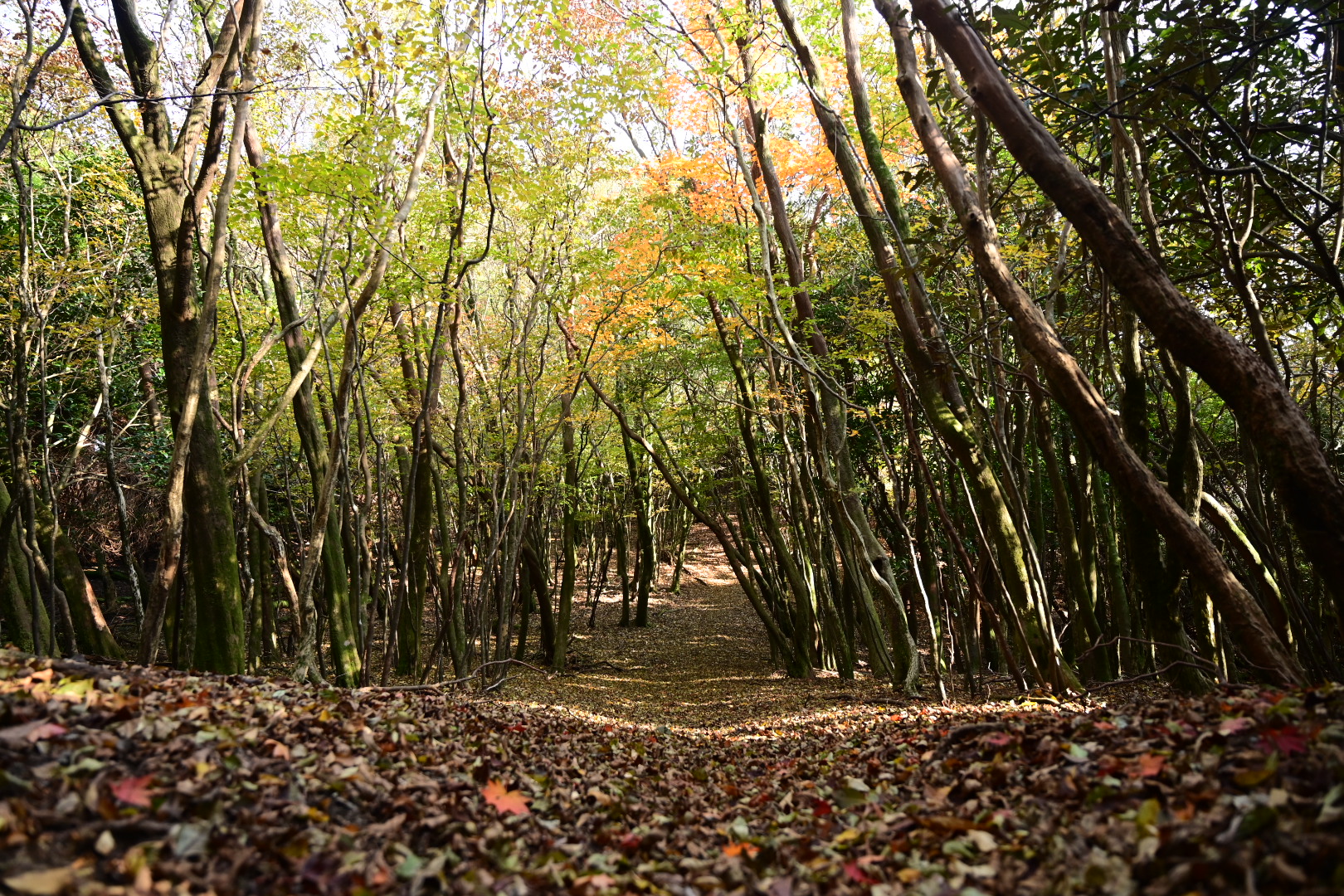 2021-11-14 嘉穂アルプス縦走 / Hitoshi Nakashimaさんの古処山・屏山・馬見山・江川岳の活動データ | YAMAP / ヤマップ