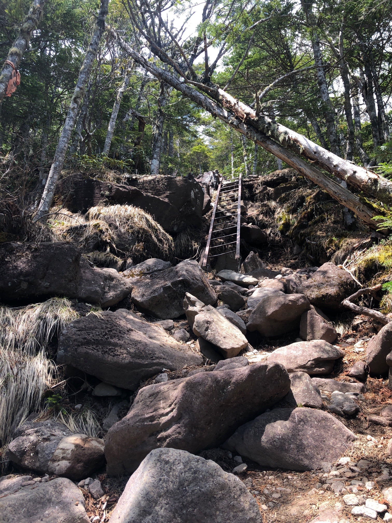 おー、ハシゴ！これ越えれば、もうすぐ と思いきや、甘かった　^_^