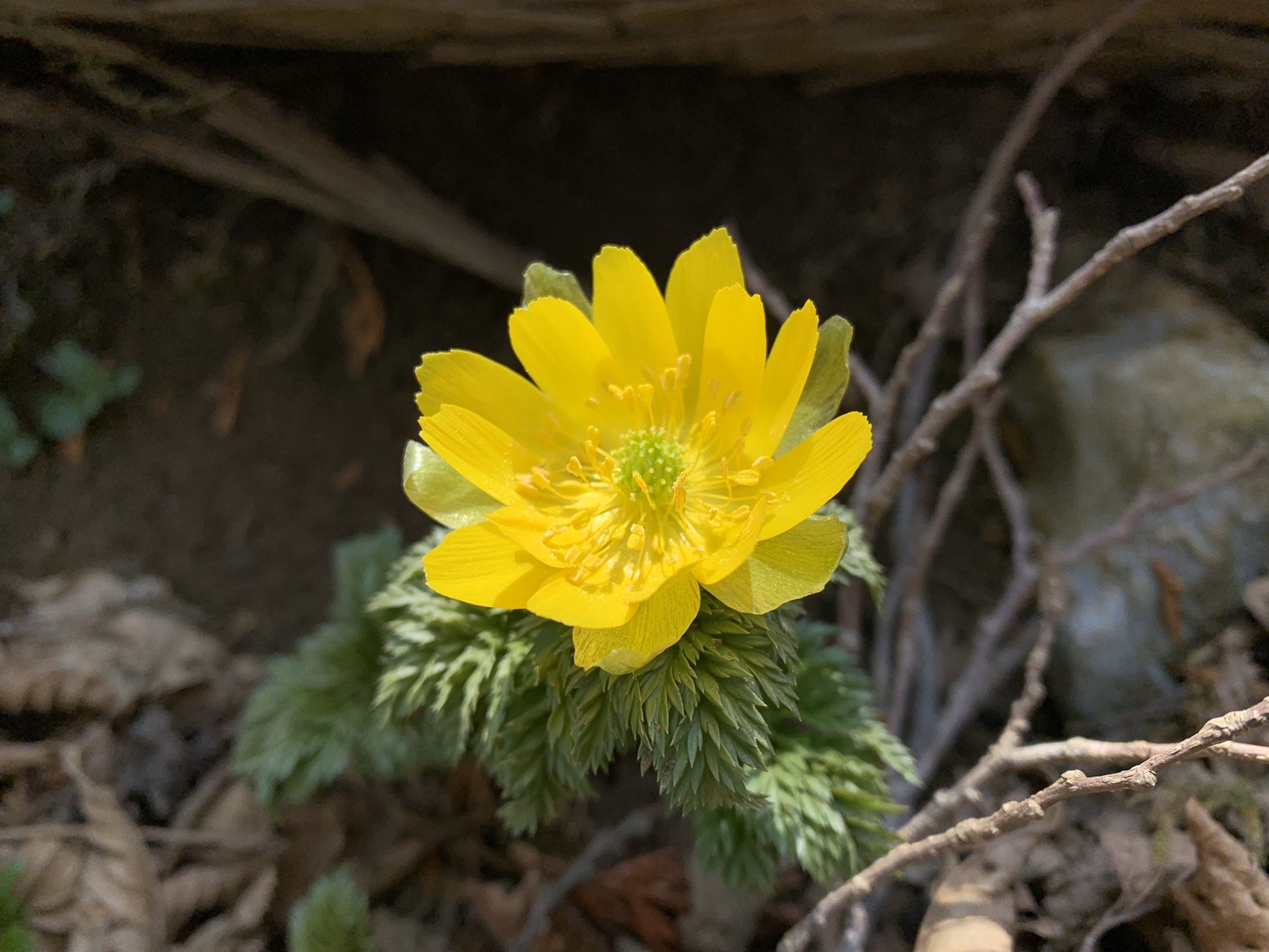 外出自粛中の皆様向け 花名当てクイズ 一人遊び用 ありったけの花の画像集めてみた Koe Sunさんの交野山 国見山の活動日記 Yamap ヤマップ