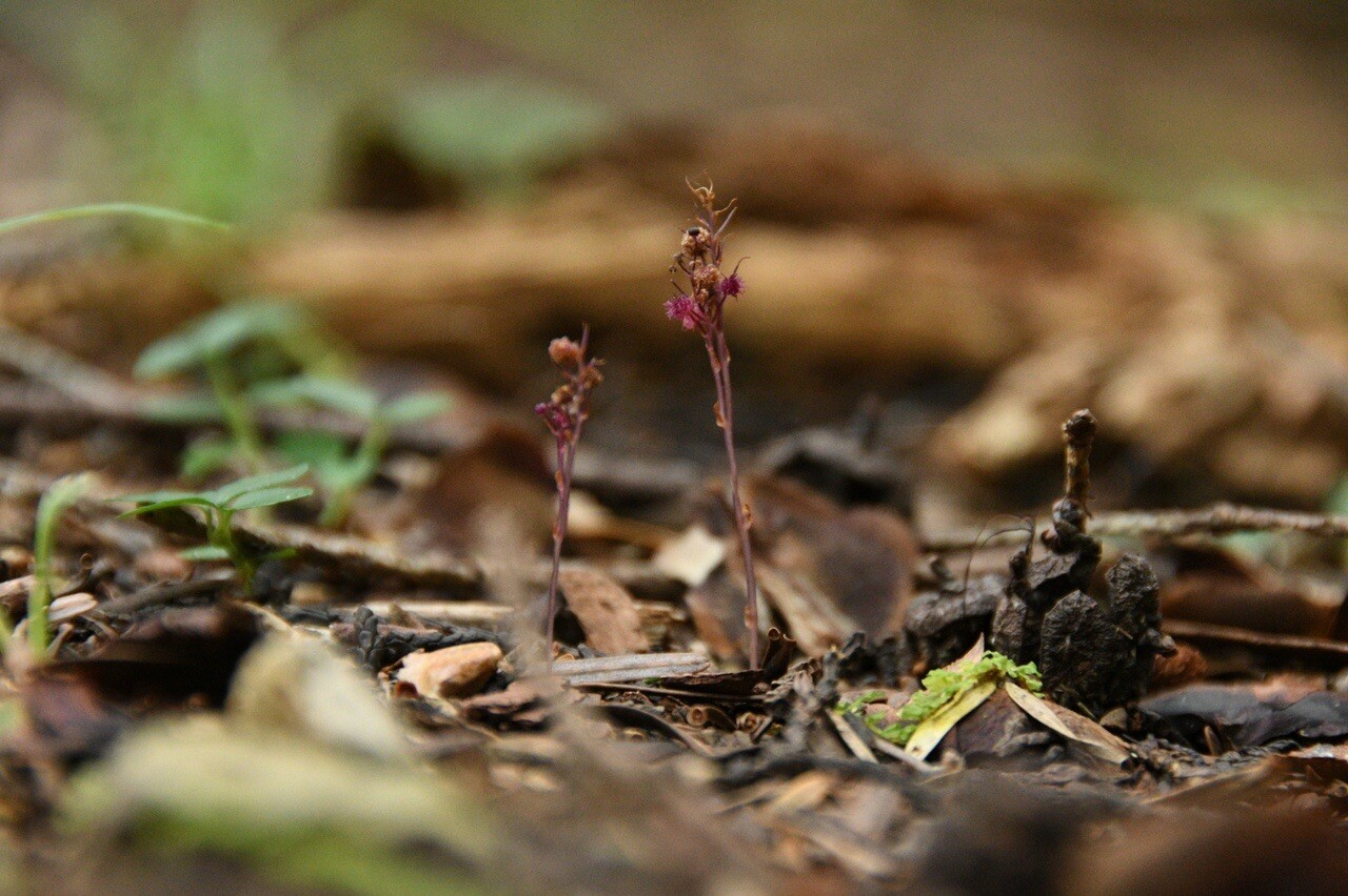 ホンゴウソウに出会いました 地面這いつ まっちゃんさんのモーメント Yamap ヤマップ