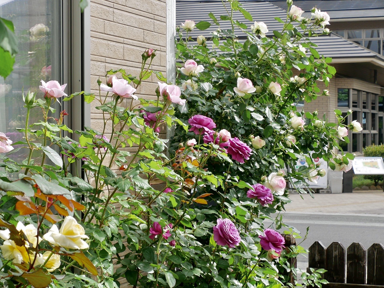 花が好きで庭いじりが趣味なのですが 山 やまもと山さんのモーメント Yamap ヤマップ