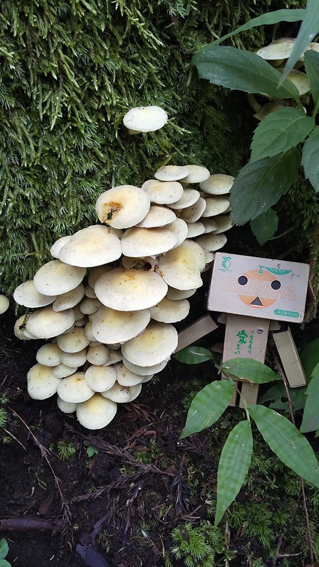 かもせ 高尾の毒きのこ っ ぴよぴよ とりにくさんの高尾山 陣馬山 景信山の活動データ Yamap ヤマップ