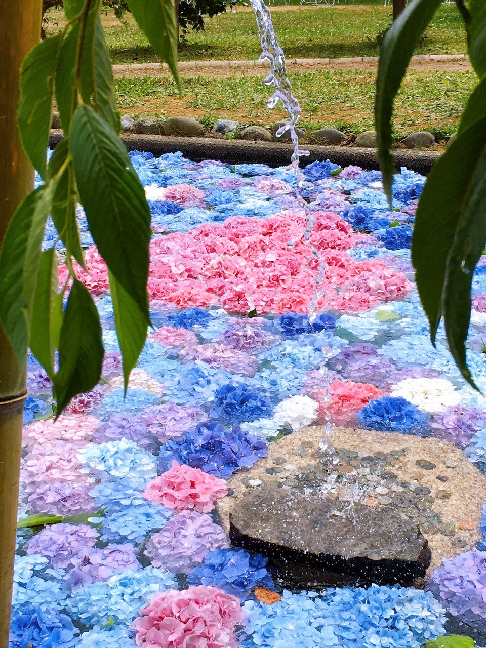 松前 浮き紫陽花 楽し みこたんさんのモーメント Yamap ヤマップ
