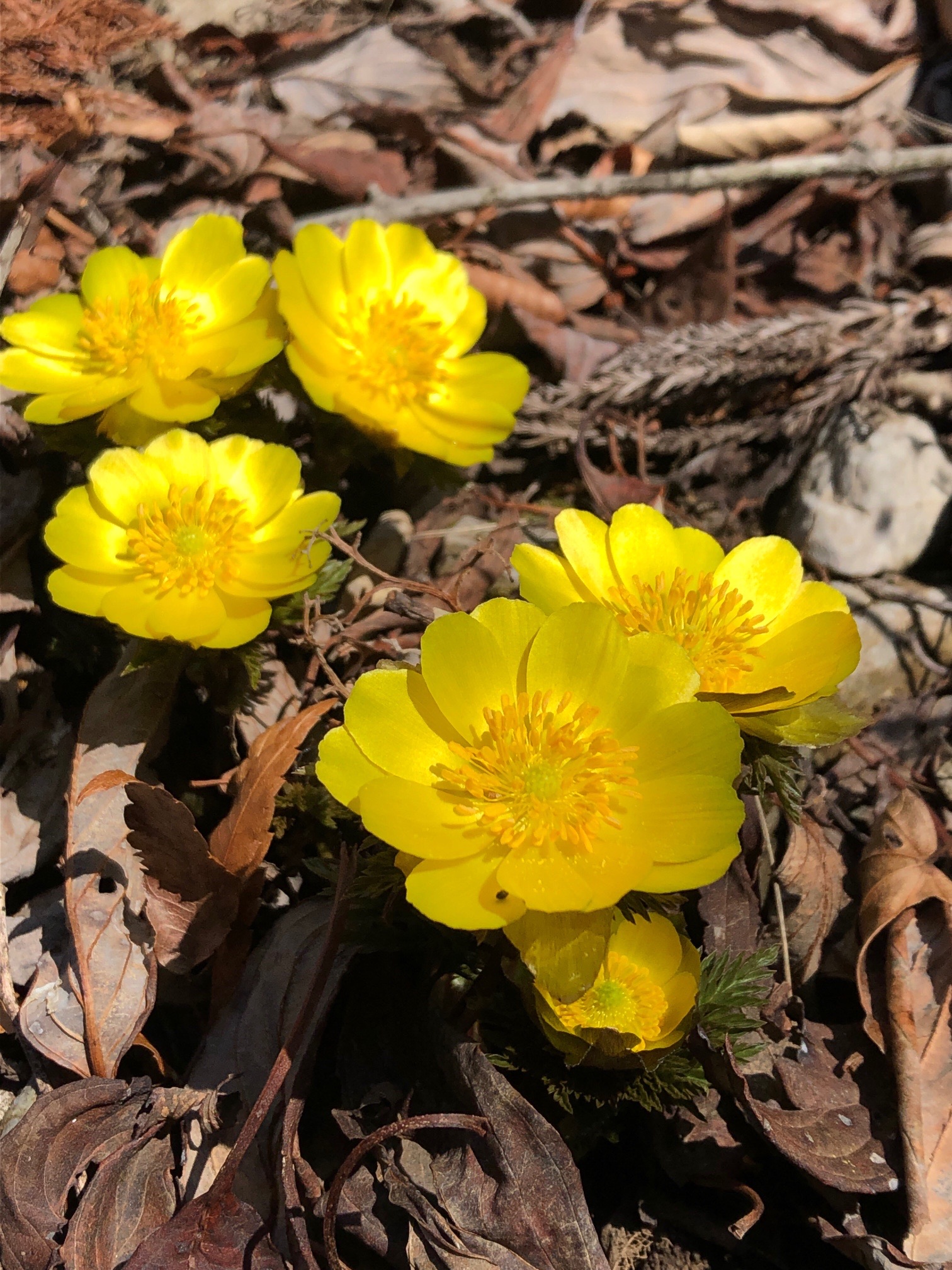 早春の福寿草 白崩平 22 02 11 Chiitaさんの岩宇土山 白鳥山 銚子笠の活動データ Yamap ヤマップ